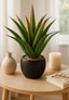 Aloe With Pot