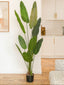 Tall green plant in a pot indoors with a neutral background