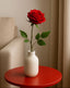 White vase with a red rose on a red table against a beige wall.