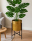Green potted plant in a gold pot on a black stand in a room with a light gray sofa and wooden coffee table.
