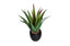 Aloe With Pot