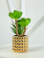 Bubble Pot Succulent Plant