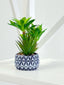 Diamond Pattern Pot Succulent Plant