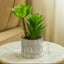Potted plant on a marble surface with a neutral background