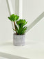 Modern Pot Succulent Plant