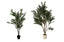 Olive Pot Plant - 2 Sizes Available