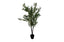 Olive Pot Plant - 2 Sizes Available