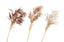 Pampas Single Stem 80Cm