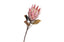 Protea Single Stem Flower 70Cm