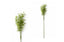 Seed Stem 70cm
