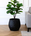Fiddle leaf fig plant in a black metal pot on a wooden floor with a gray sofa in the background.