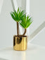 Tiff Pot Succulent Plant
