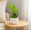 Potted plant on a wooden side table with a neutral background