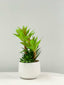 White Pot Succulent Plant 23cm